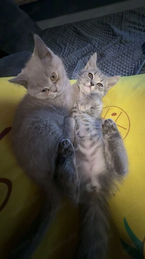 BHK Kitten Bild 3