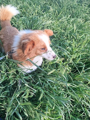 Benji, kleiner Hundemann sucht sein Zuhause 
