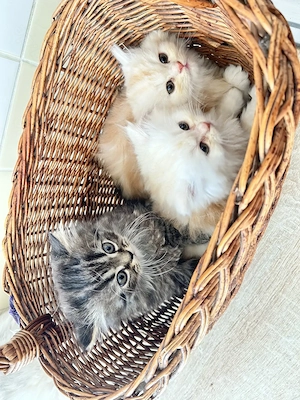 3 süße Perserbabys 