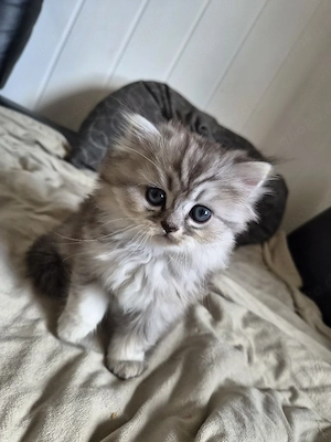 bkh blh kitten