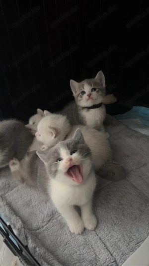 Wunderschöne Kätzchen Bkh Babykatze