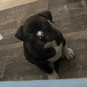 American Bully Xl Welpe 