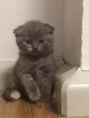 Süße BKH Kitten