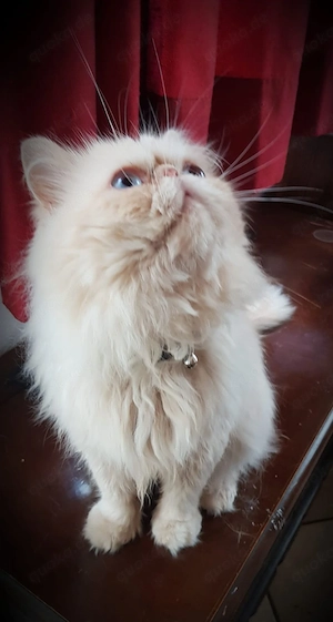 Perserkater zu verkaufen