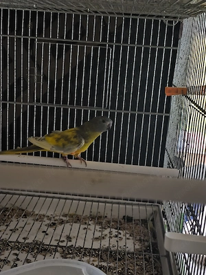 Glanzsittich Weibchen 