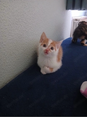 Zwei kleine Babykatzen suchen ihr für immer zuhause