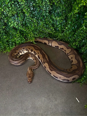 0.1 Adultes Stranger Leopard Clown Königspython Weibchen