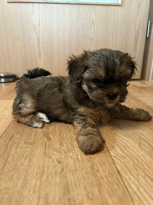 Yorkshire-ShiTzu (Shorkie) Mix.