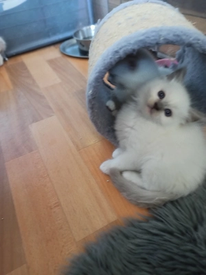 Ragdoll Kitten