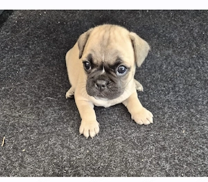 Frz.Bulldogge x Mops Welpen im juli abzugeben 
