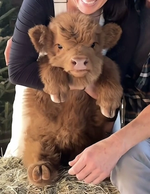Baby cow calves for sale. 