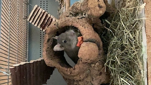 Degu Daisy, 5,5 Jahre sucht neues Zuhause