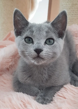 Russisch Blau Kitten