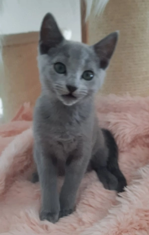 Russisch Blau Kitten