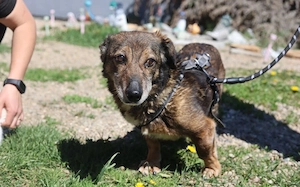 Kleiner Fynn sucht Zuhause