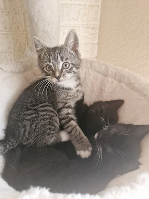 Katzenbabys Europäisch Kurzhaar