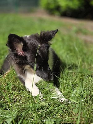 Sheltie in tricolor 
