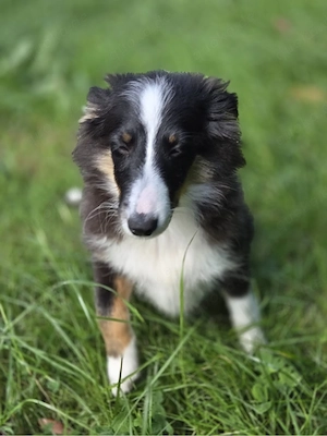 Sheltie in tricolor 