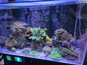 Meerwasseraquarium