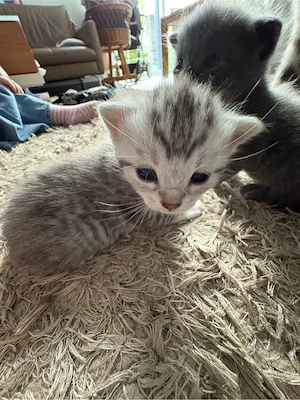 Süße BKH-Mix Kitten suchen ein liebevolles Zuhause 