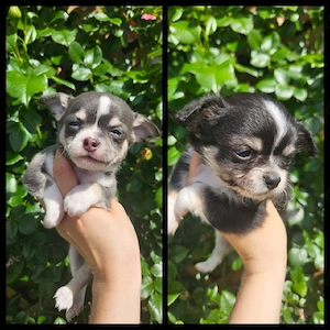 Chihuahua Welpen  blue, lilac