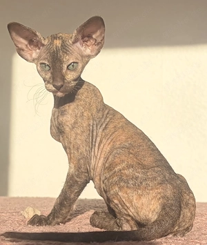 OKH-Orientalisch Kurzhaar, reinrassige Kitten, Peterbald.