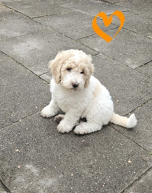 Goldendoodle Welpen