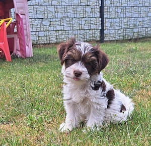Yorkshire Terrier in braun,weiss,gold