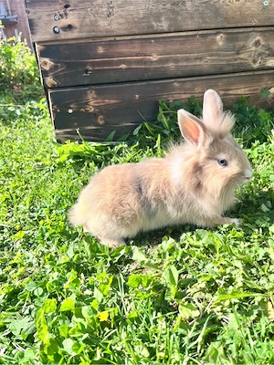 zwergkaninchen Löwenköpfchen Bild 2