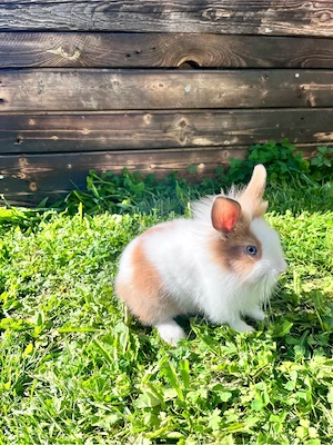 zwergkaninchen Löwenköpfchen