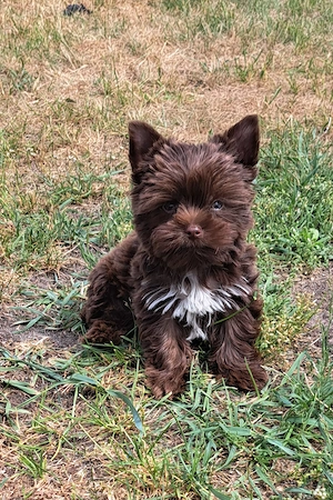 Zuckersüße Yorkshire Terrier 