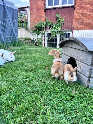 zwergkaninchen Löwenköpfchen Bild 3