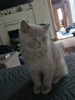 BHK Kitten