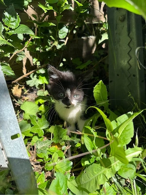 Kitten sucht ein Zuhause 