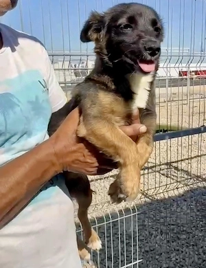 Lila   kleines Hundemädchen möchte endlich ankommen