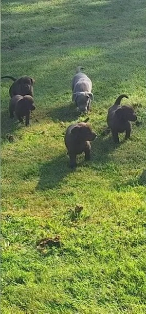 Labrador Welpen abzugeben