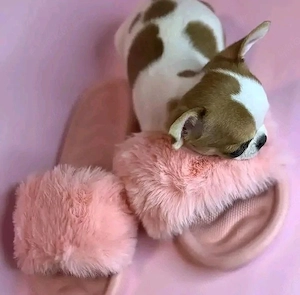 Zuckersüße Teacup Chihuahua Welpen abzugeben (9 Wochen)