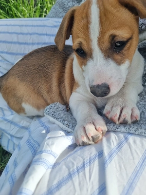 Jack Russell Terrier Rüde 