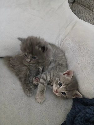 kitten mit 12 wochen abzugeben 