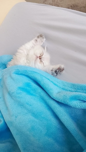 BKH Kitten 