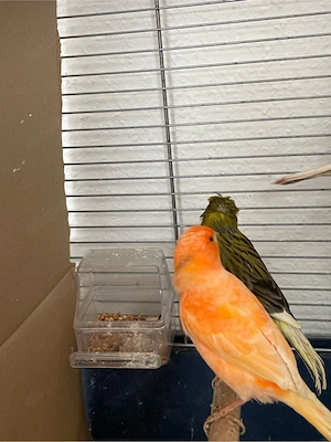 kanarien vogel zu verkaufen