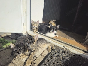 Katzenbabys vom Bauernhof 