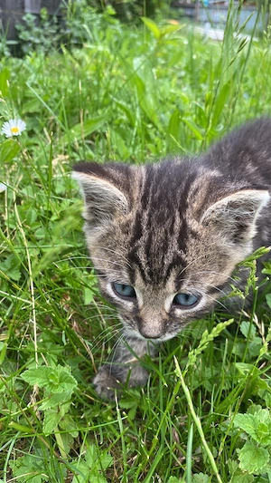 Katzenbaby sucht ein schönes Zuhause