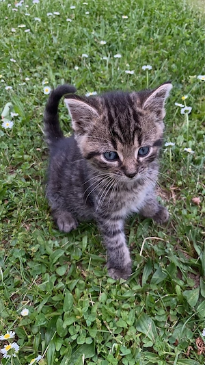 Katzenbaby sucht ein schönes Zuhause
