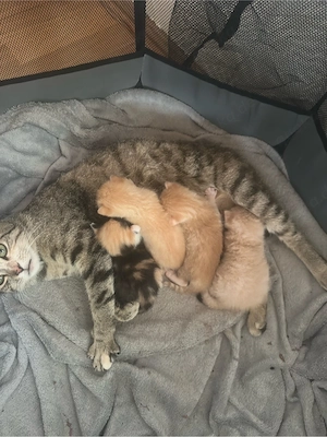 4 Kitten abzugeben