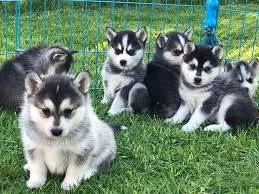 Reinrassige Pomsky Welpen mit Ahnentafel