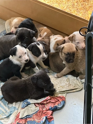 11 Malinois x Labrador Dalmatiner Mixe