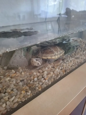 Schildkröte sucht neues Zuhause 