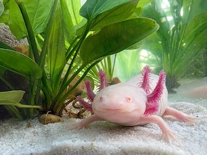 Axolotl Männchen Weißling 