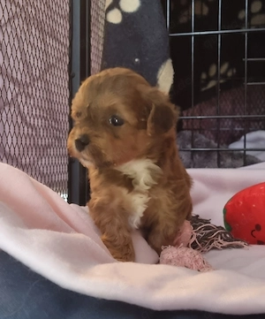 Zuckersüße maltipoo Welpen 